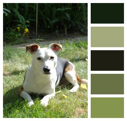 Jack Russell Dog Terrier Image
